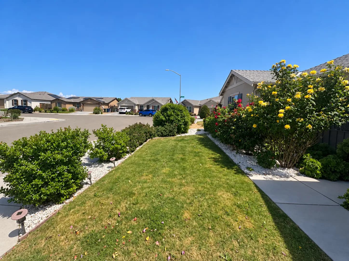 Laurite front garden with rose bushes, lawn and a walkway beside the home